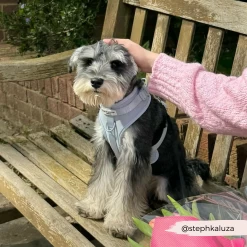 NAKD Adjustable Neck Harness - Bubblegum -Cocopup London 23 ea325b07 ea43 43dd 89e8 6ba406c93459