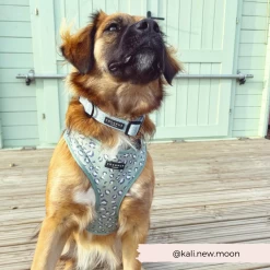 Sage Leopard Adjustable Neck Harness, Lead & Collar Bundle -Cocopup London 24 c093e2d8 1710 4764 8008 8835ddd301f8