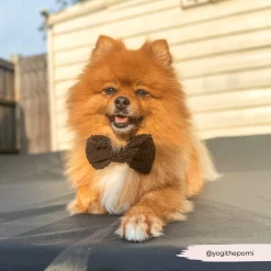 Teddy Bow Tie - Baloo 15 Teddy Bow Tie - Baloo -Cocopup London 25