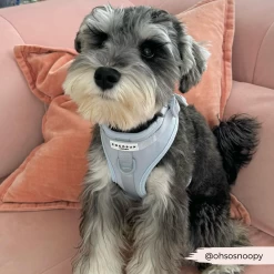 NAKD Adjustable Neck Harness, Lead, Collar And Poop Bag Holder Bundle - Bubblegum -Cocopup London 25 6ab6cd5d b4a1 4f2f 9729 e74e84bbe144