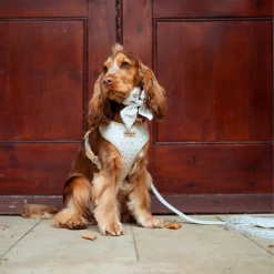 Luxe Lead - Garden Meadow -Cocopup London 25 974296cd 1f5d 40cb 8086 59d5c3dc0bb7