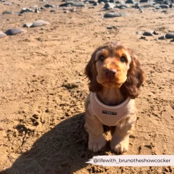 Teddy Rupert Adjustable Neck Harness, Lead & Collar Bundle -Cocopup London 25 b0d6b26d 8c62 4bf4 a6b1 ce93a729b662