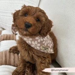 Luxe Bandana - Mocha Flower 11 Luxe Bandana - Mocha Flower -Cocopup London 26 21e39096 f0a1 4c12 ab74 e713a80c5d22