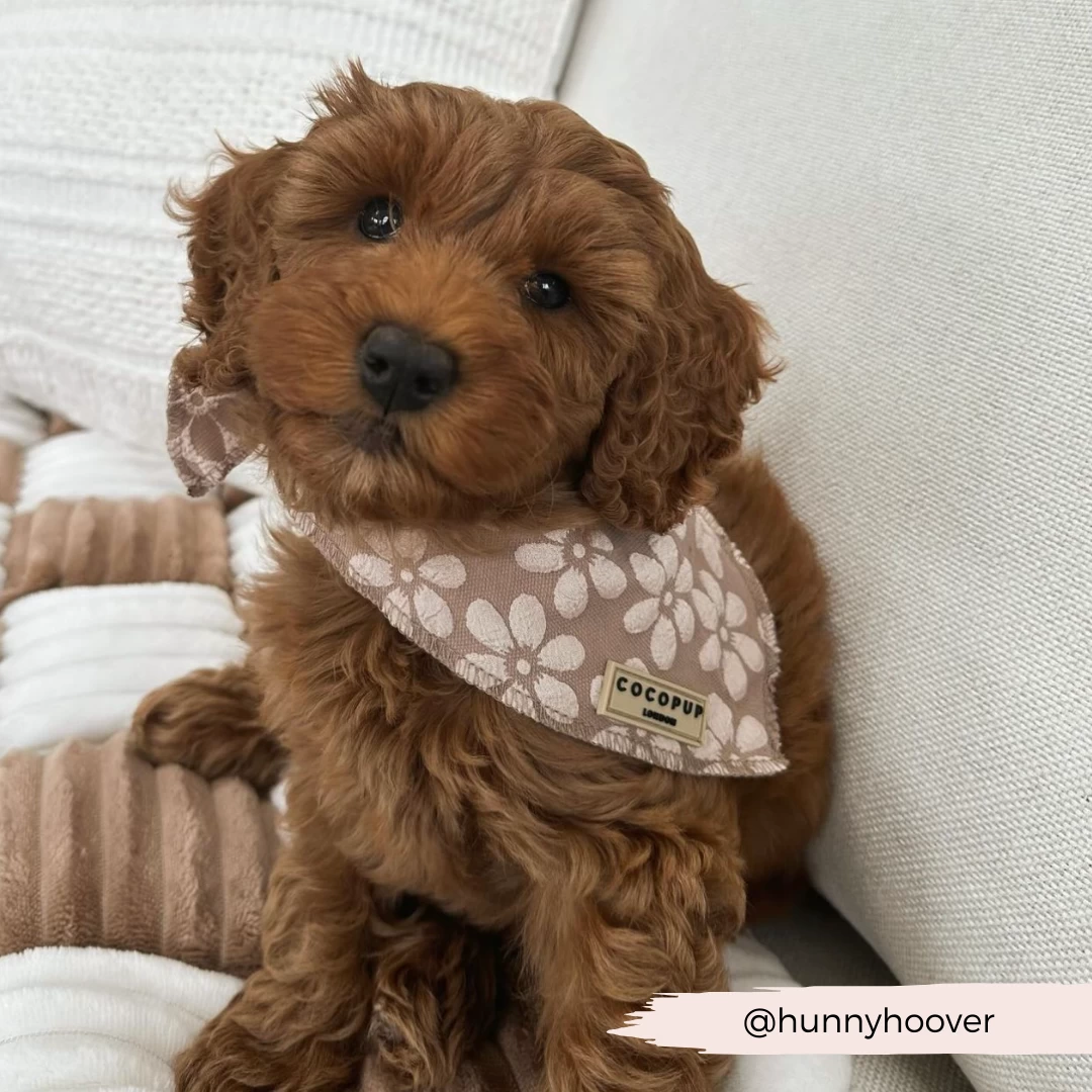 Luxe Bandana - Mocha Flower 6 Luxe Bandana - Mocha Flower - Image 4