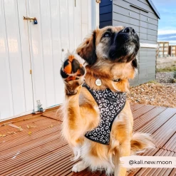 Black Leopard Adjustable Neck Harness -Cocopup London 26 51270317 93ac 418a b120 ef0080cd5554