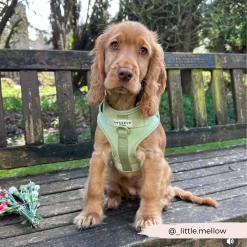 NAKD Adjustable Neck Harness - Matcha 40 NAKD Adjustable Neck Harness - Matcha -Cocopup London 27