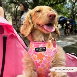 Summer Bloom Adjustable Neck Harness, Lead & Collar Bundle -Cocopup London 27 9e62eff3 b792 4cbf b315 be38434137ad
