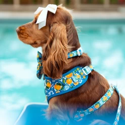 Amalfi Lemon Adjustable Neck Harness, Lead & Collar Bundle -Cocopup London 27 f68d3204 4c53 47bd 82eb b8f358c1797d