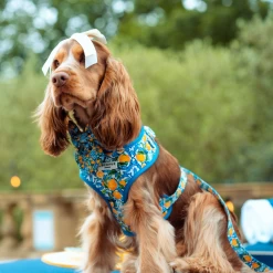 Amalfi Lemon Adjustable Neck Harness -Cocopup London 28 4bb57796 ce1f 4721 ab8a 1a6472fa6953 1