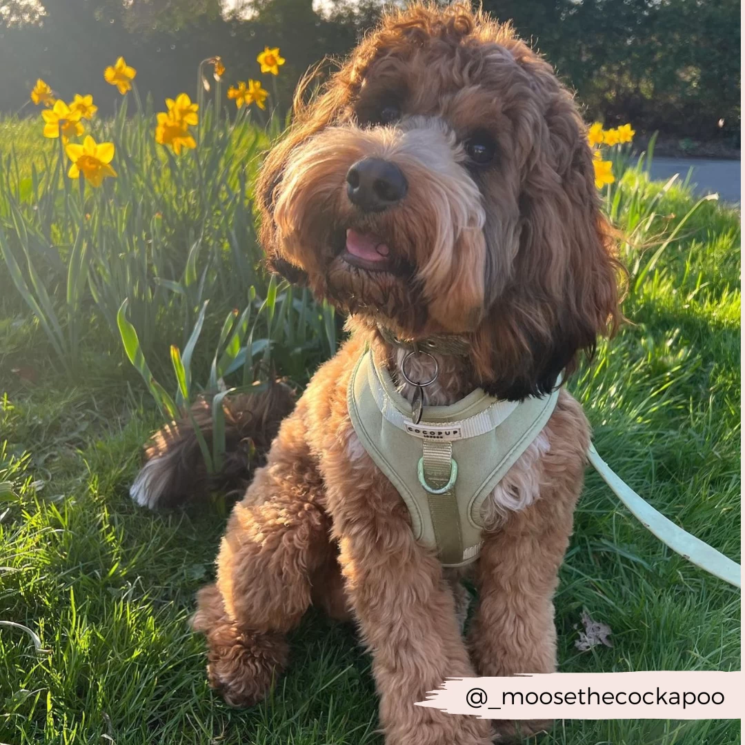 NAKD Adjustable Neck Harness - Matcha 17 NAKD Adjustable Neck Harness - Matcha - Image 15