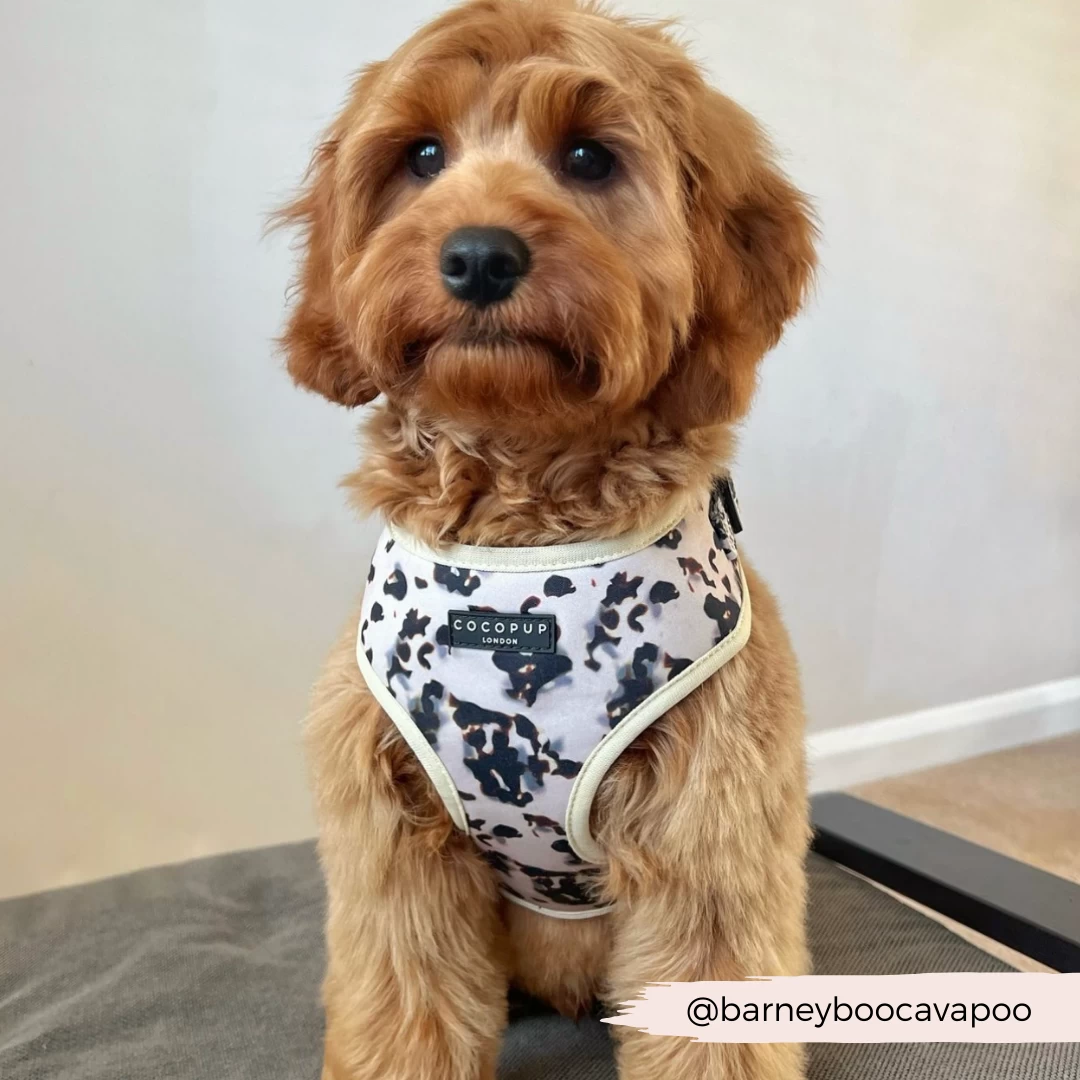 Ivory Tort Adjustable Neck Harness, Lead & Collar Bundle 16 Ivory Tort Adjustable Neck Harness, Lead & Collar Bundle - Image 14