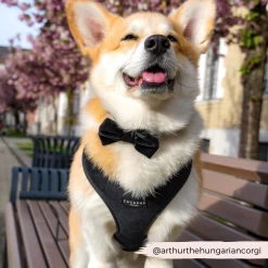 Luxe Velvet Adjustable Neck Harness, Lead & Collar Bundle - Noir -Cocopup London 29 23f8333d 943f 4782 8bb2 4c43b6e9a443