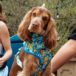 Amalfi Lemon Sailor Bow Tie 10 Amalfi Lemon Sailor Bow Tie -Cocopup London 29 6e13231f c349 499c ac57 d1fcff3a034b