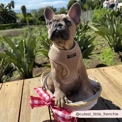 Teddy Rupert Adjustable Neck Harness, Lead & Collar Bundle -Cocopup London 29 f9a03a78 cae1 4109 b34f 6dad1d2e3c92