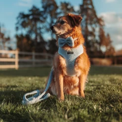 Teddy Lead - Daydream -Cocopup London 2 0832707f a879 4d58 a9a7 9f163a38bdc1