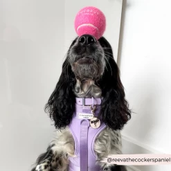 Tennis Ball - Playful Pink -Cocopup London 2 0ba8a063 147b 40c1 94b0 604d140891dd