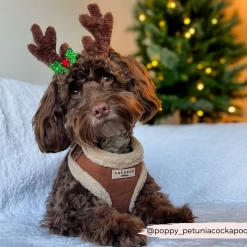 Brown Aviator Adjustable Neck Harness, Lead & Collar Bundle -Cocopup London 2 32e344a7 3f17 4ea1 ac80 97ef6c756264