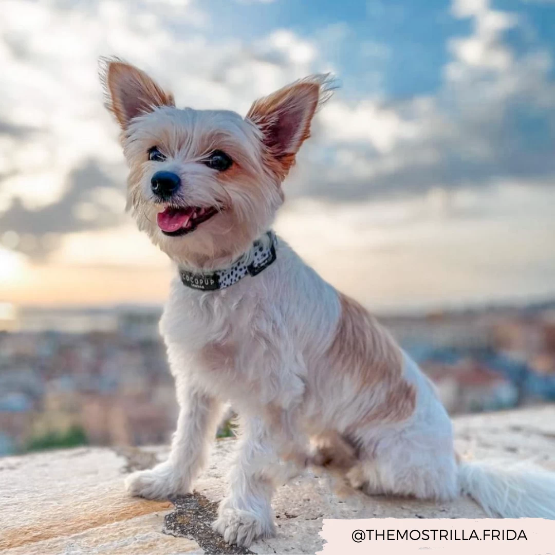 Monochrome Spots Collar 6 Monochrome Spots Collar - Image 4