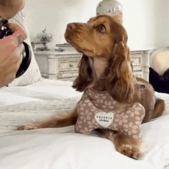 Mocha Flower Bone Toy -Cocopup London 2 6ae826f1 146c 4ec1 8a43 9977f4cbaf8f