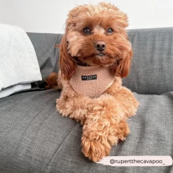 Teddy Adjustable Neck Harness - Rupert -Cocopup London 2 6f3bd231 4829 4bcc 9052 6540f5b44cad