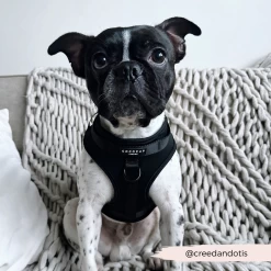 NAKD Adjustable Neck Harness - Liquorice -Cocopup London 2 6f96046c 129d 4f1b 9d8c 1c782bb671c0