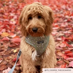 Sage Leopard Adjustable Neck Harness -Cocopup London 2 72b0dce0 a81e 4495 acf3 595abbb3822d