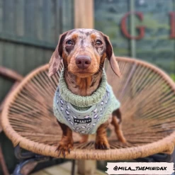 Sage Leopard Adjustable Neck Harness -Cocopup London 2 783253d2 3339 4929 9abe 316d3f421fbd