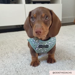 Sage Leopard Adjustable Neck Harness -Cocopup London 2 881db184 f067 4d61 b09c dbaf1461374b