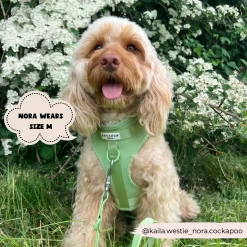 NAKD Adjustable Neck Harness, Lead, Collar & Poop Bag Holder Bundle - Matcha -Cocopup London 2 8d6bfc65 6731 49bf ba13 7a23a3aad5c8