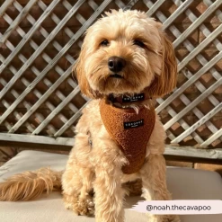 Teddy Paddington Adjustable Neck Harness, Lead & Collar Bundle -Cocopup London 2 942d1fdc 77f6 4041 bcf6 4639294288a2