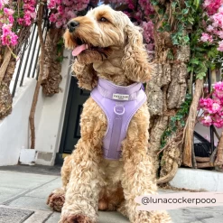 NAKD Adjustable Neck Harness, Lead, Collar & Poop Bag Holder Bundle - Parma Violets 33 NAKD Adjustable Neck Harness, Lead, Collar & Poop Bag Holder Bundle - Parma Violets -Cocopup London 2 9b39bb54 7aa7 4453 af57 6e2fb1ad4645