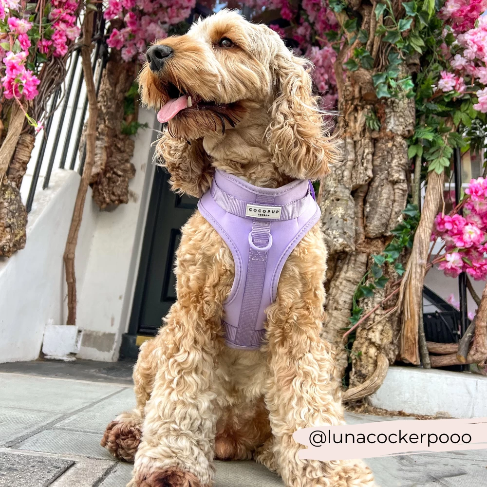 NAKD Adjustable Neck Harness, Lead, Collar & Poop Bag Holder Bundle - Parma Violets 14 NAKD Adjustable Neck Harness, Lead, Collar & Poop Bag Holder Bundle - Parma Violets - Image 12