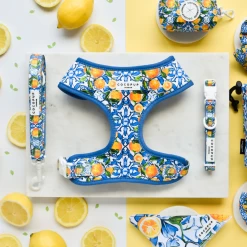 Amalfi Lemon Adjustable Neck Harness -Cocopup London 2 a2f7ac70 e1bb 451d b2de 94251b9b238c 1