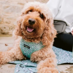 Sage Leopard Adjustable Neck Harness -Cocopup London 2 a919adc1 e354 4a4b 9ff7 ad506c08a5df