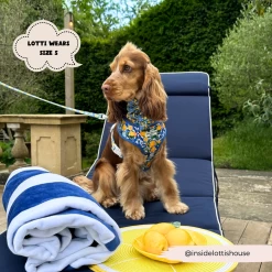 Amalfi Lemon Adjustable Neck Harness -Cocopup London 2 c084046d 35eb 4f08 a629 c2b37e85a97f