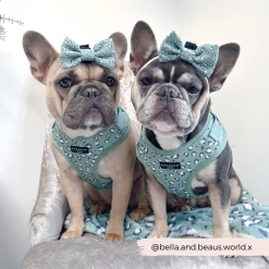 Sage Leopard Adjustable Neck Harness -Cocopup London 2 c261cce0 3c08 4b63 838c d5c3b3050db2
