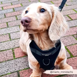 NAKD Adjustable Neck Harness - Liquorice -Cocopup London 2 c41e1a1e becd 4d9b a66e 9e9e9afa7ff4