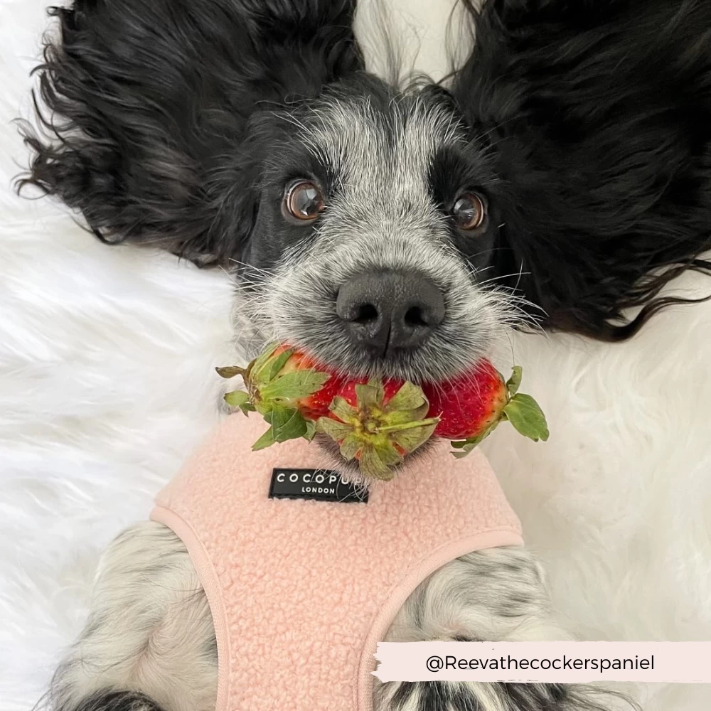 Teddy Adjustable Neck Harness - Love-a-Lot 12 Teddy Adjustable Neck Harness - Love-a-Lot - Image 10