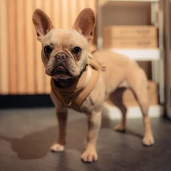 NAKD Adjustable Neck Harness - Biscuit -Cocopup London 2 d0ac70e2 d642 4f06 b8bf 6a0b4735cf1a