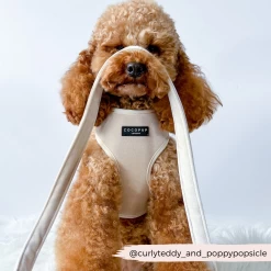 Luxe Velvet Adjustable Neck Harness, Lead & Collar Bundle - Champagne -Cocopup London 2 fb0d6f33 4dd9 4d91 86cc c6a94922659b