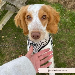 Monochrome Spots Adjustable Neck Harness, Lead & Collar Bundle -Cocopup London 30 766ea299 57c3 4b48 b94d 1cb1ff8a80e4