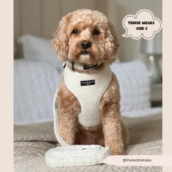 Teddy Lead - Dolly 9 Teddy Lead - Dolly -Cocopup London 312 427651b5 a654 4f40 b20b e33d49a968da