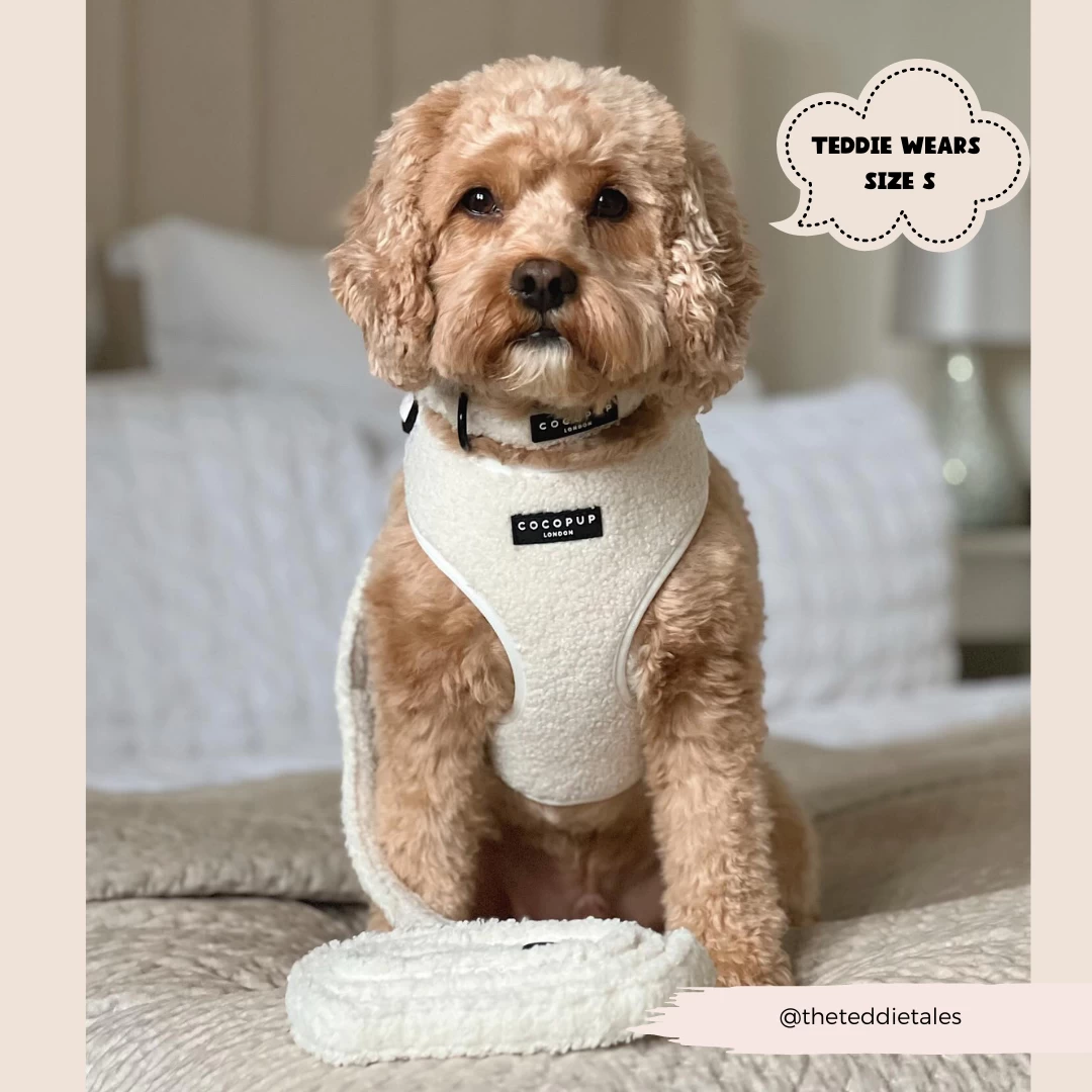 Teddy Lead - Dolly 6 Teddy Lead - Dolly - Image 4