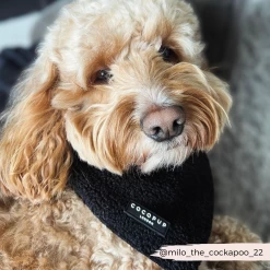 Teddy Bandana - Baloo 9 Teddy Bandana - Baloo -Cocopup London 32 0813b82d c060 4029 a727 8bf31a518332