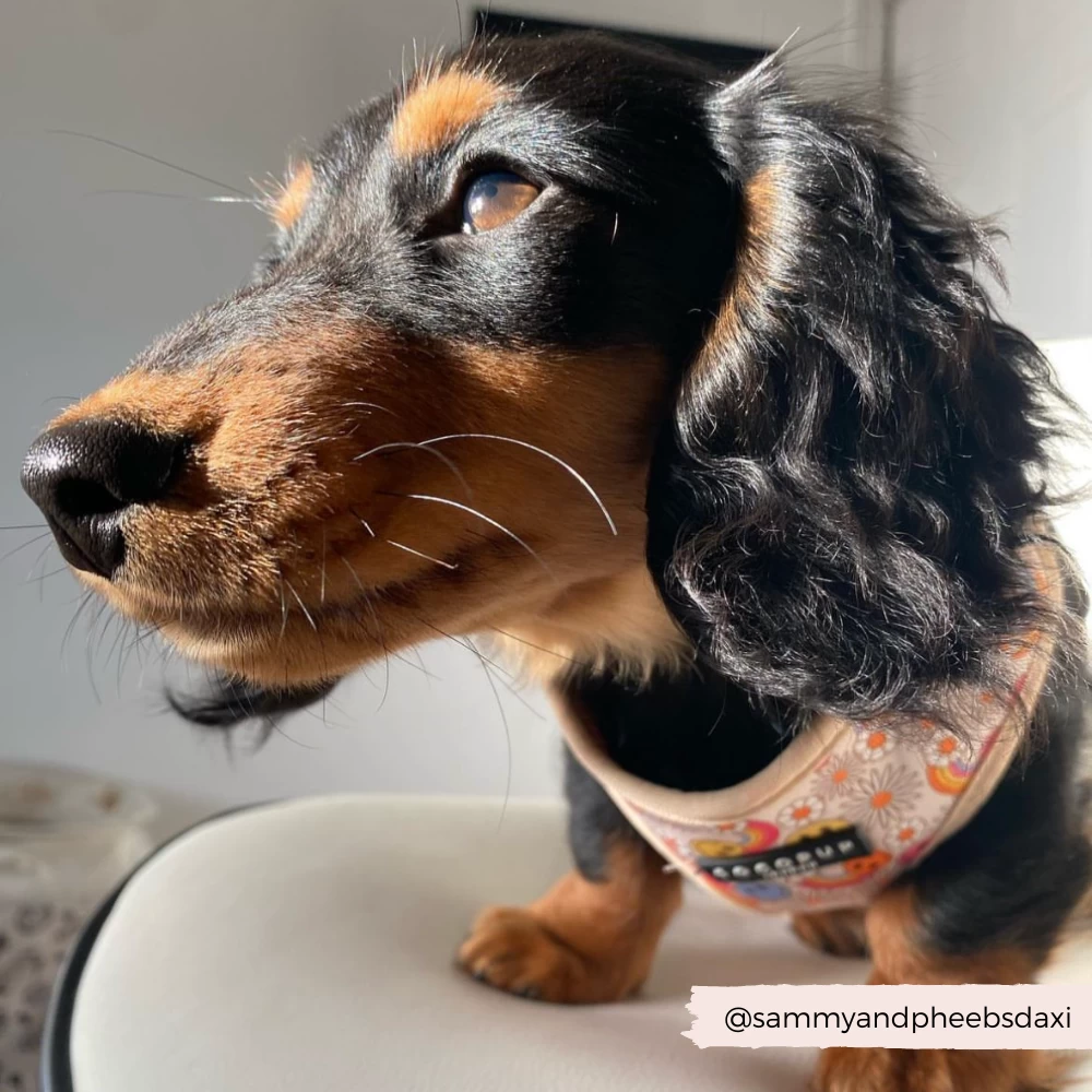 Groovy Florals Adjustable Neck Harness, Lead & Collar Bundle 8 Groovy Florals Adjustable Neck Harness, Lead & Collar Bundle - Image 6