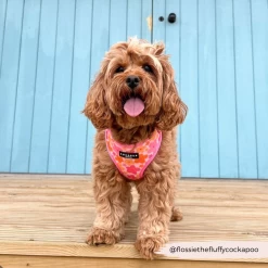 Summer Bloom Adjustable Neck Harness -Cocopup London 32 7b4b8642 b3d6 4725 811b b310373e8d60