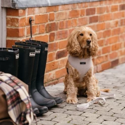 Brown Tweed Adjustable Neck Harness -Cocopup London 32 dd02e168 2345 4c19 950b 6110102721b0