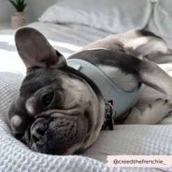 Sage Tweed Adjustable Neck Harness -Cocopup London 32 f94c86c1 2afc 40c5 acfb 11ac120b88f6