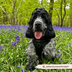 NAKD Adjustable Neck Harness, Lead, Collar & Poop Bag Holder Bundle - Liquorice -Cocopup London 33 663af1fd 005b 432c 954a d0034f223ae5