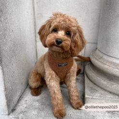 Teddy Paddington Adjustable Neck Harness, Lead & Collar Bundle -Cocopup London 34 d81760e8 812a 4ce2 8e8d 4bfffce1d68b